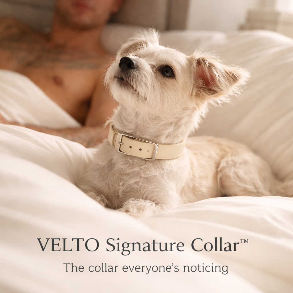 VELTO Signature Collar™